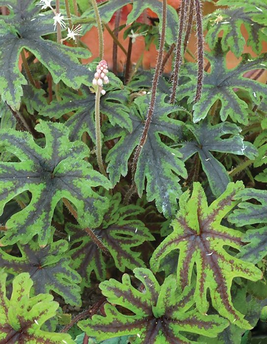 Превью изображения