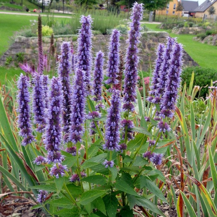 Превью изображения