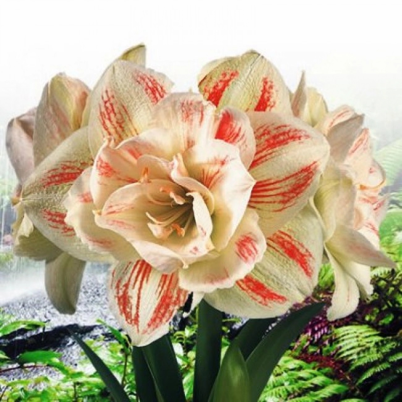 Превью изображения