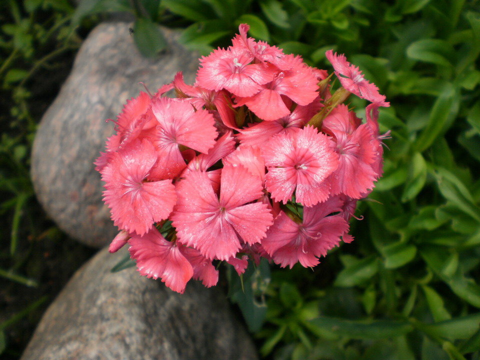 Превью изображения