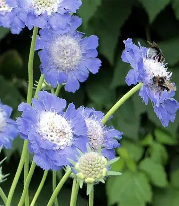 Превью изображения