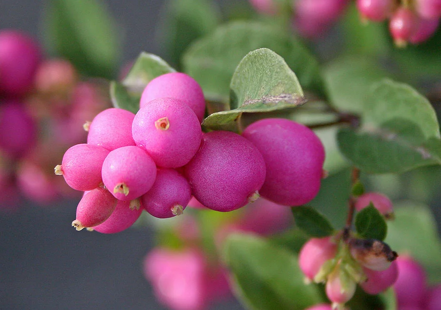 Превью изображения