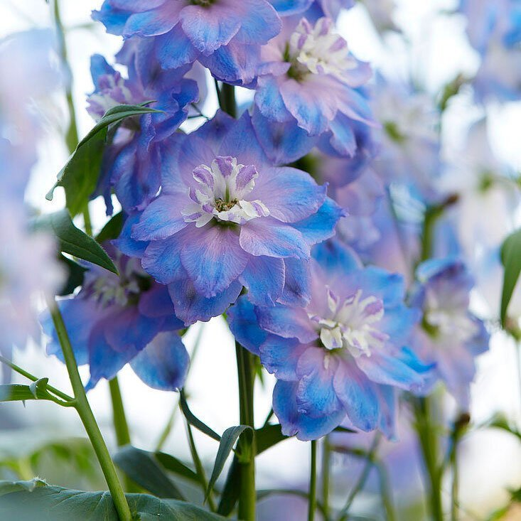 Превью изображения