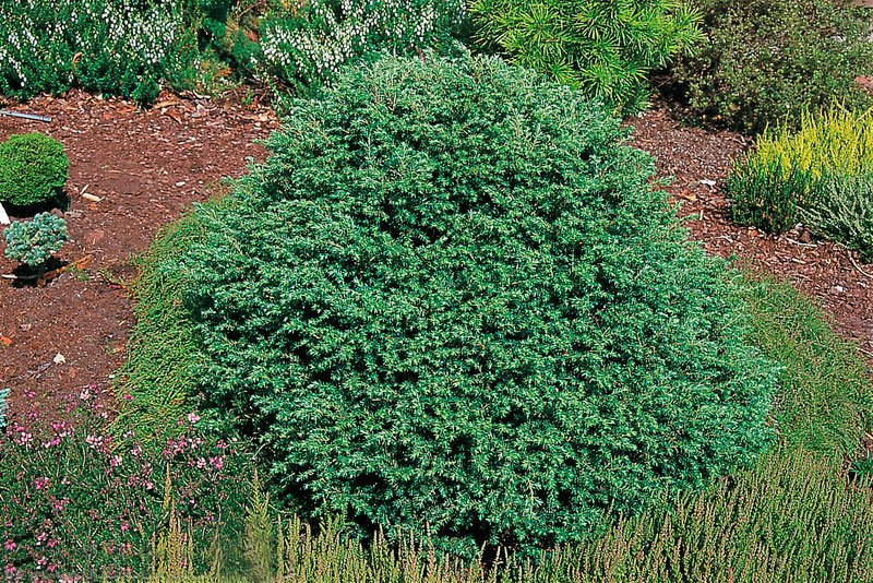 Превью изображения