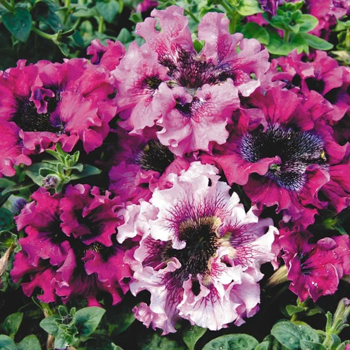 Превью изображения