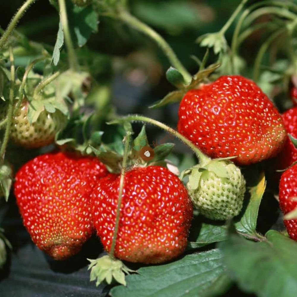 Превью изображения