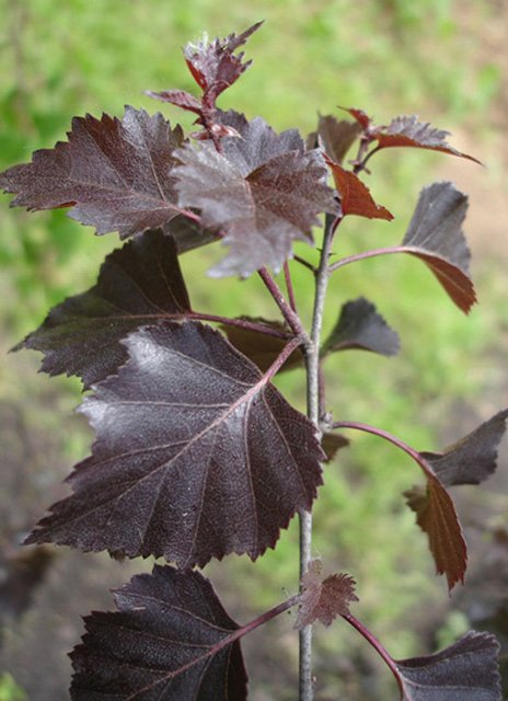Превью изображения