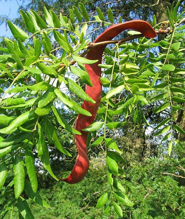 Превью изображения