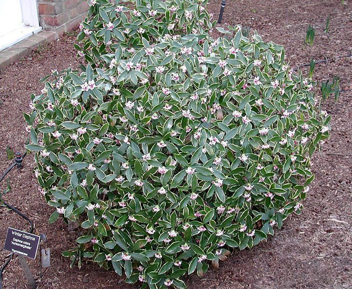 Превью изображения