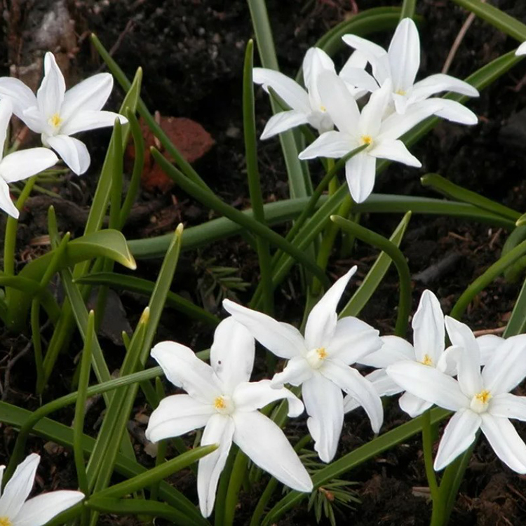 Превью изображения