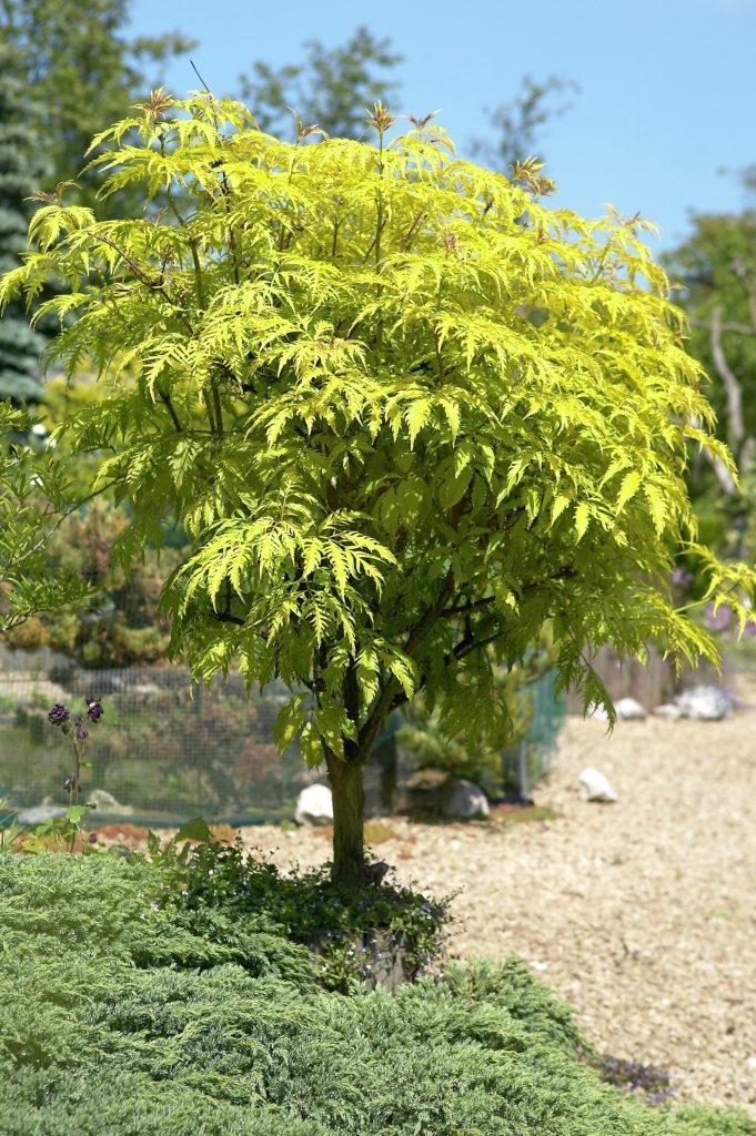 Превью изображения