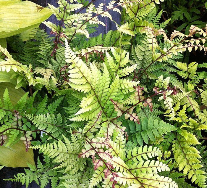 Превью изображения