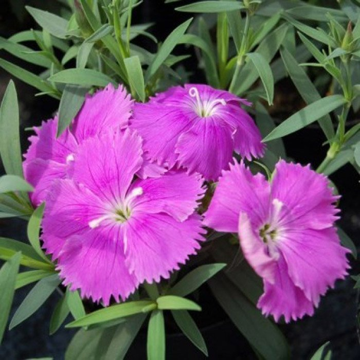 Превью изображения