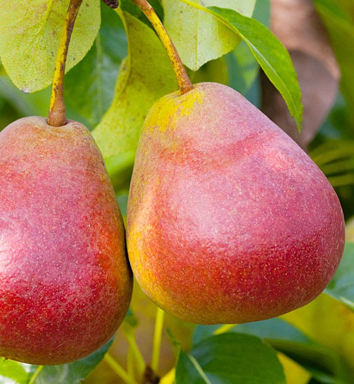 Превью изображения