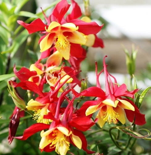 Превью изображения