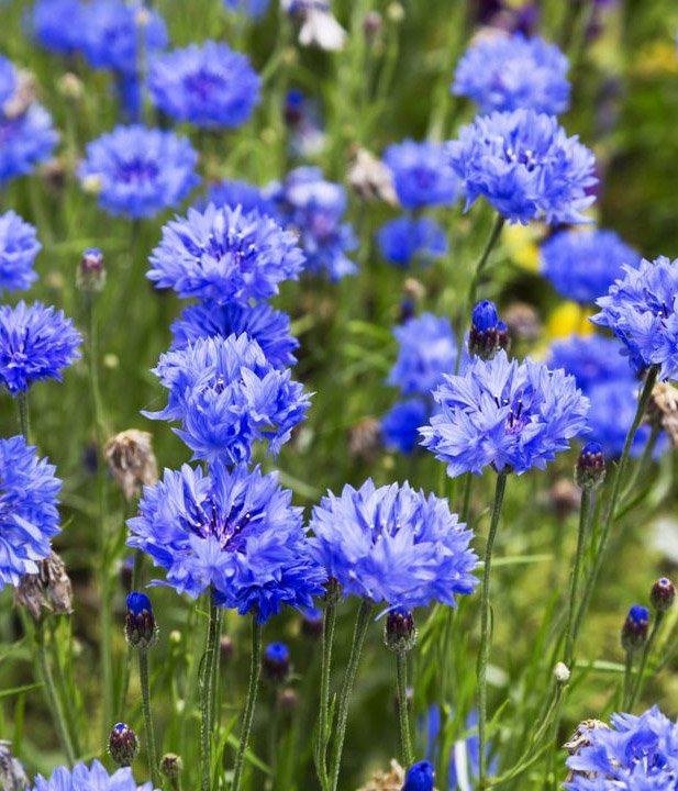 Превью изображения