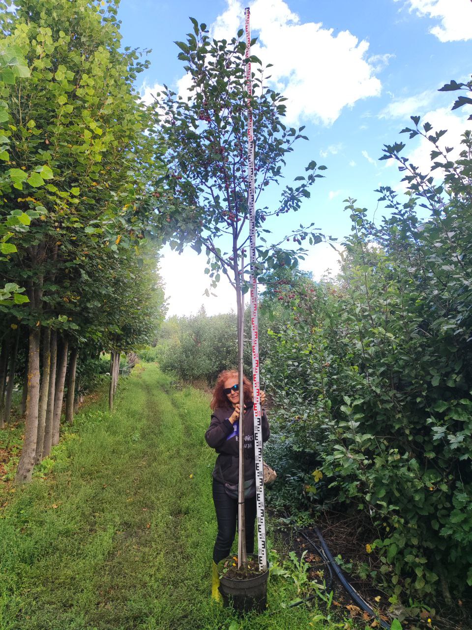 Превью изображения