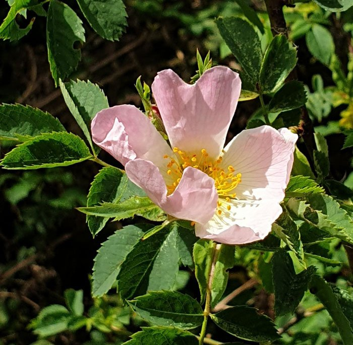 Превью изображения