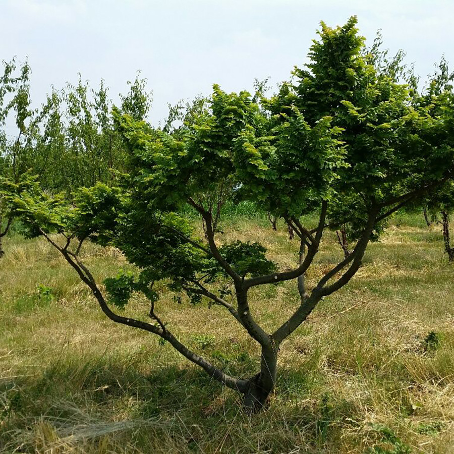 Превью изображения