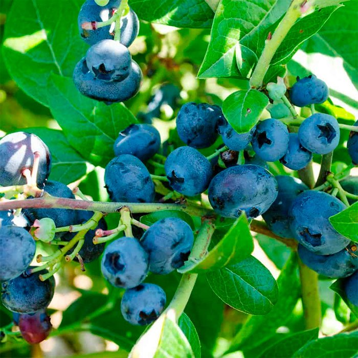 Превью изображения