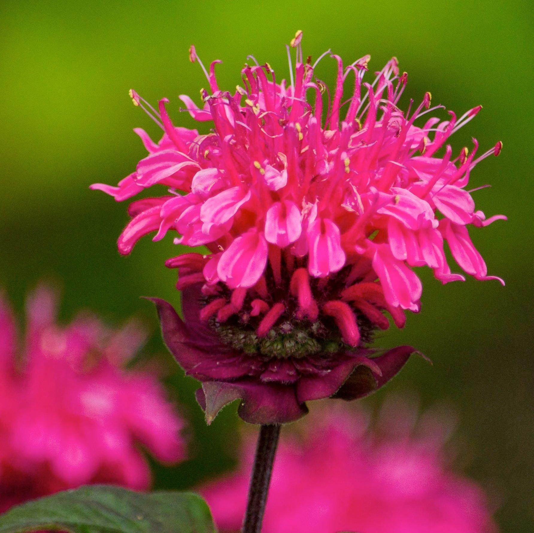 Превью изображения