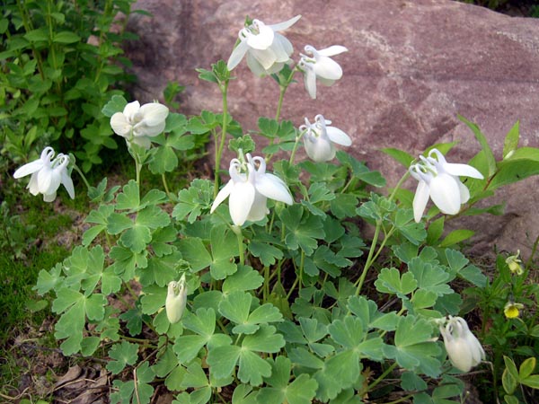 Превью изображения