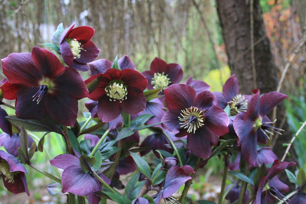 Превью изображения