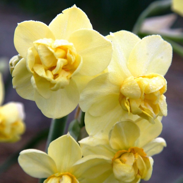 Превью изображения