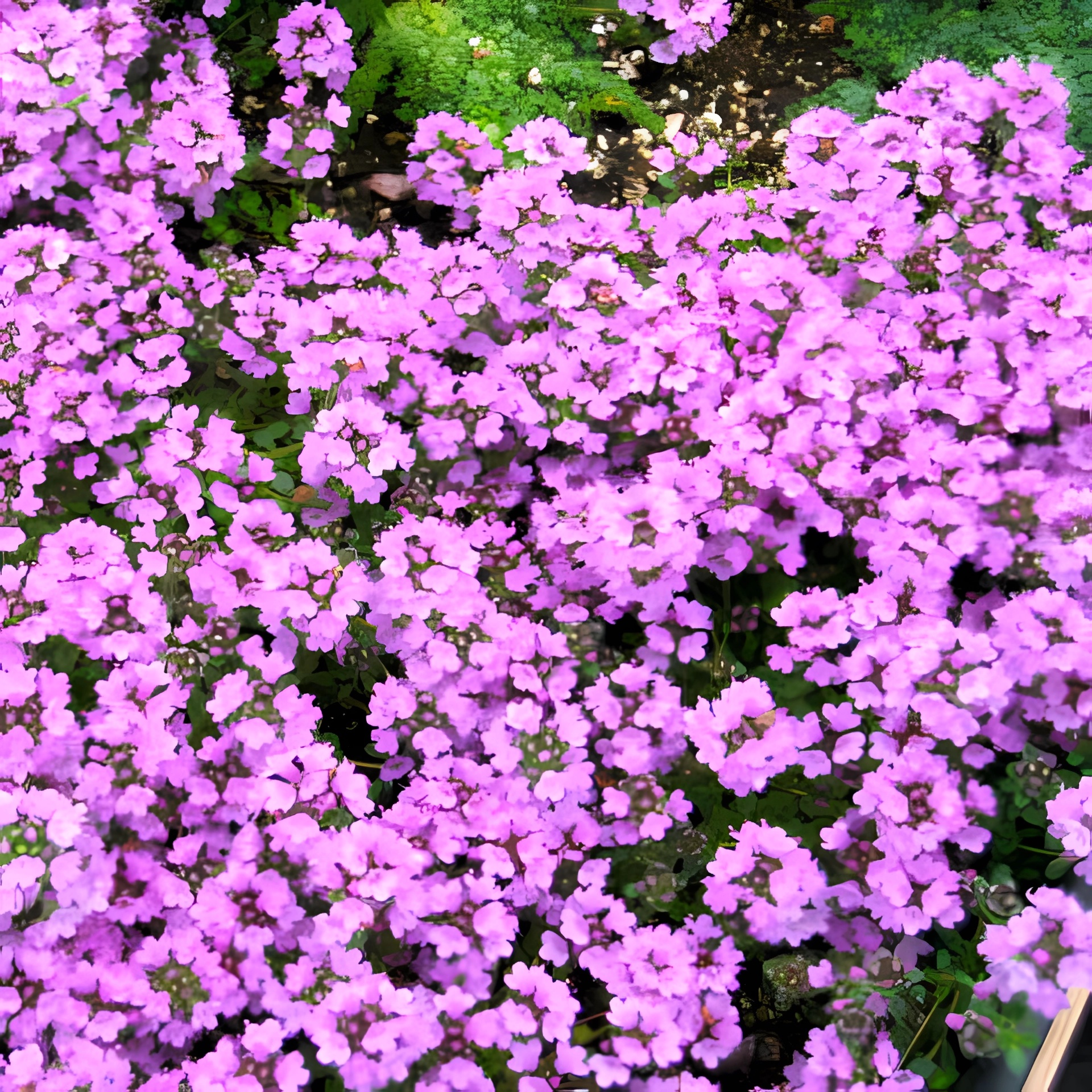 Превью изображения