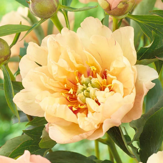 Превью изображения