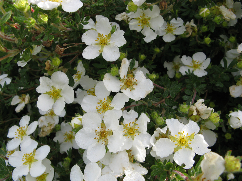 Превью изображения