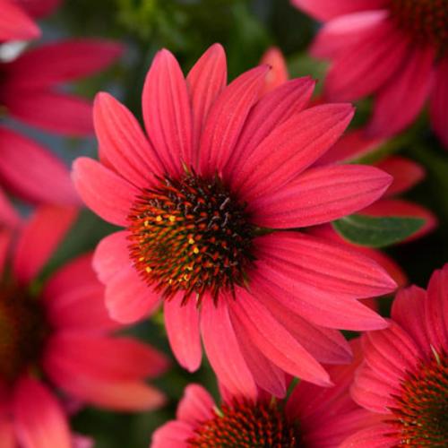 Превью изображения