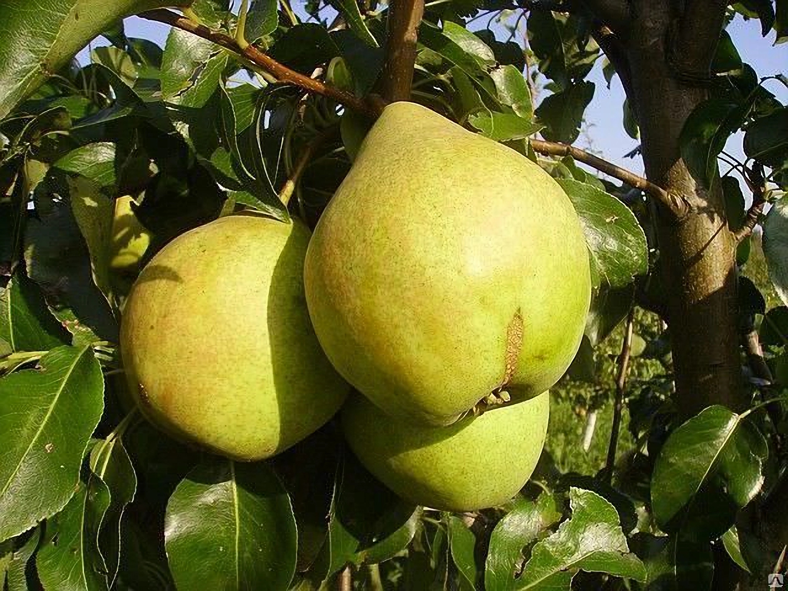 Превью изображения