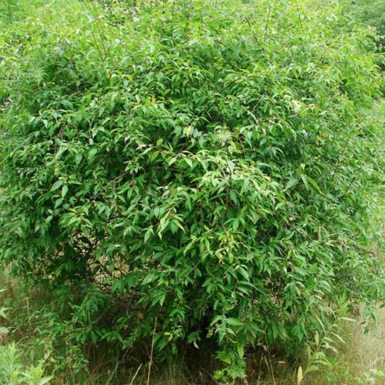 Превью изображения