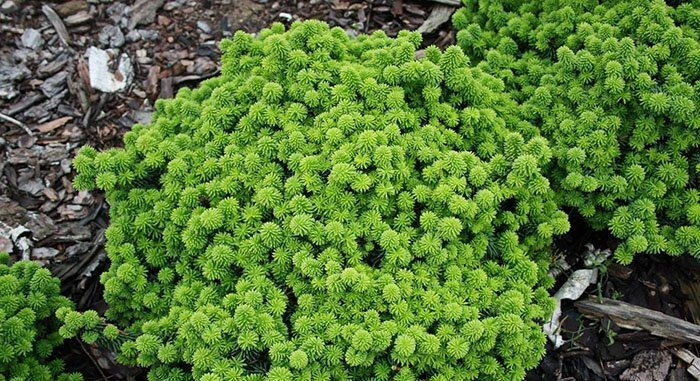 Превью изображения