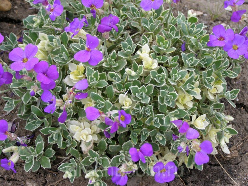 Превью изображения