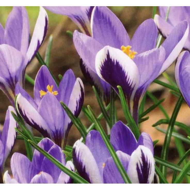 Превью изображения