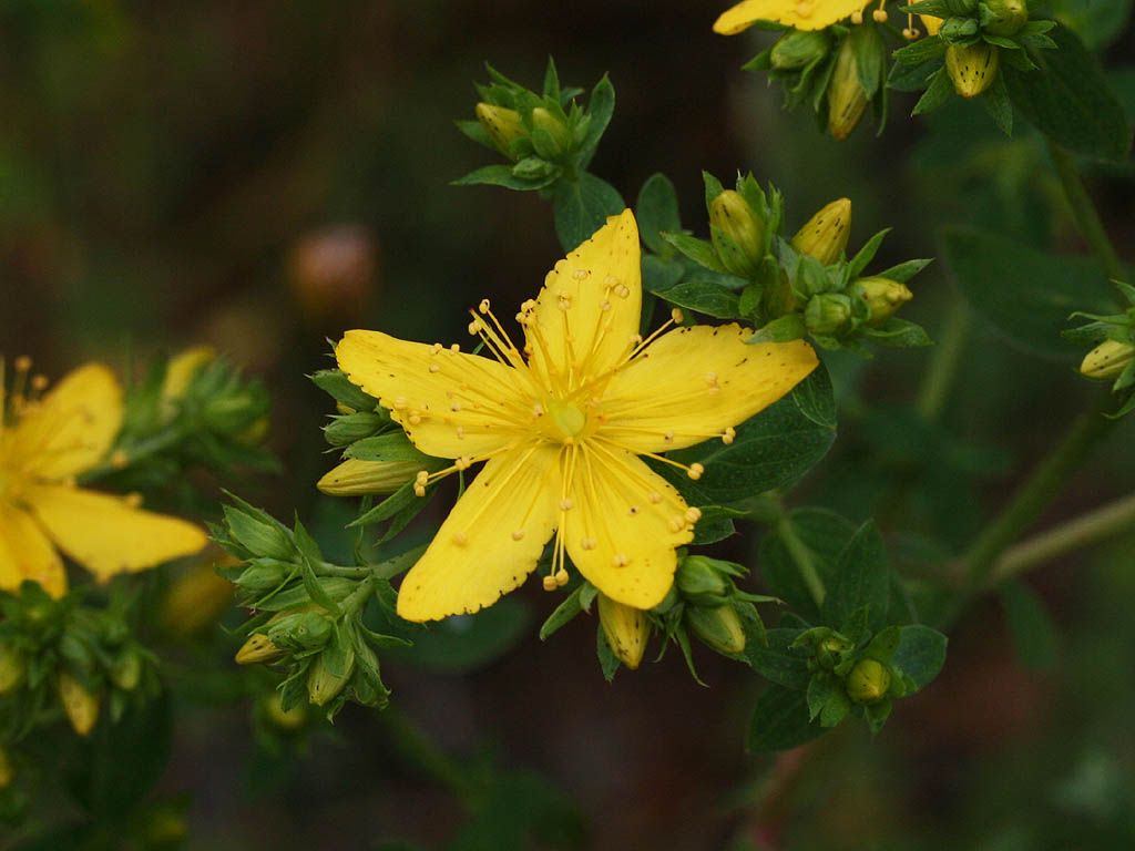 Превью изображения