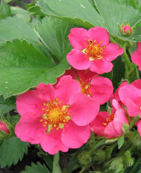 Превью изображения