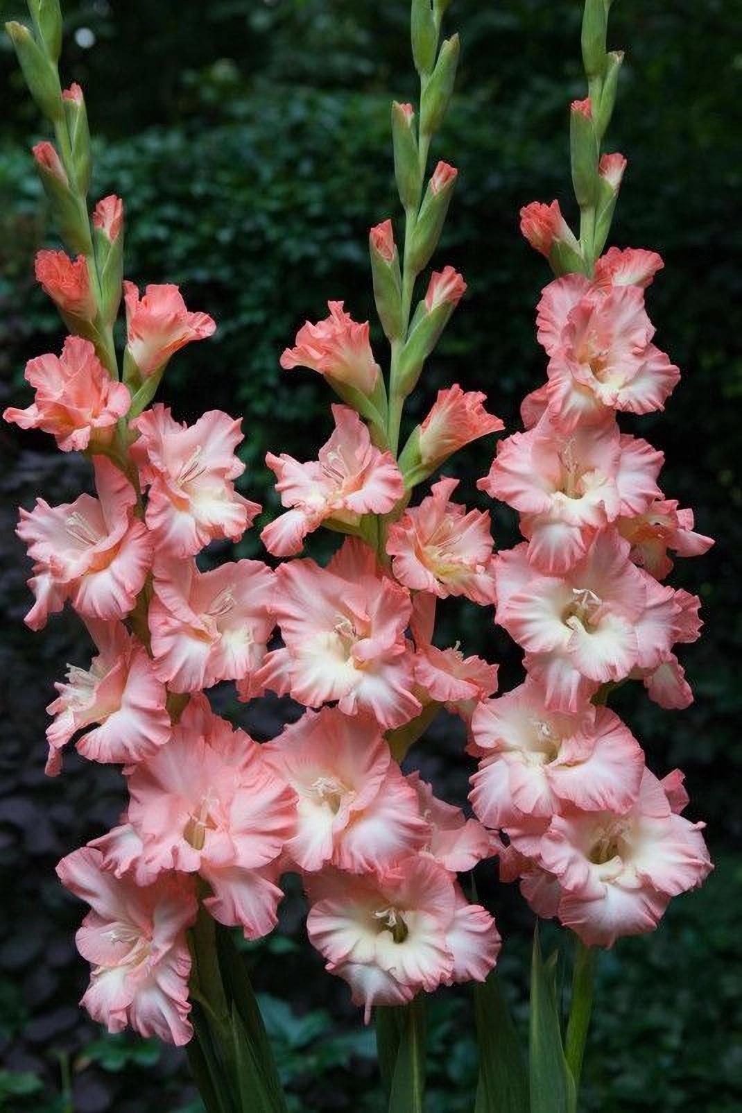 Превью изображения