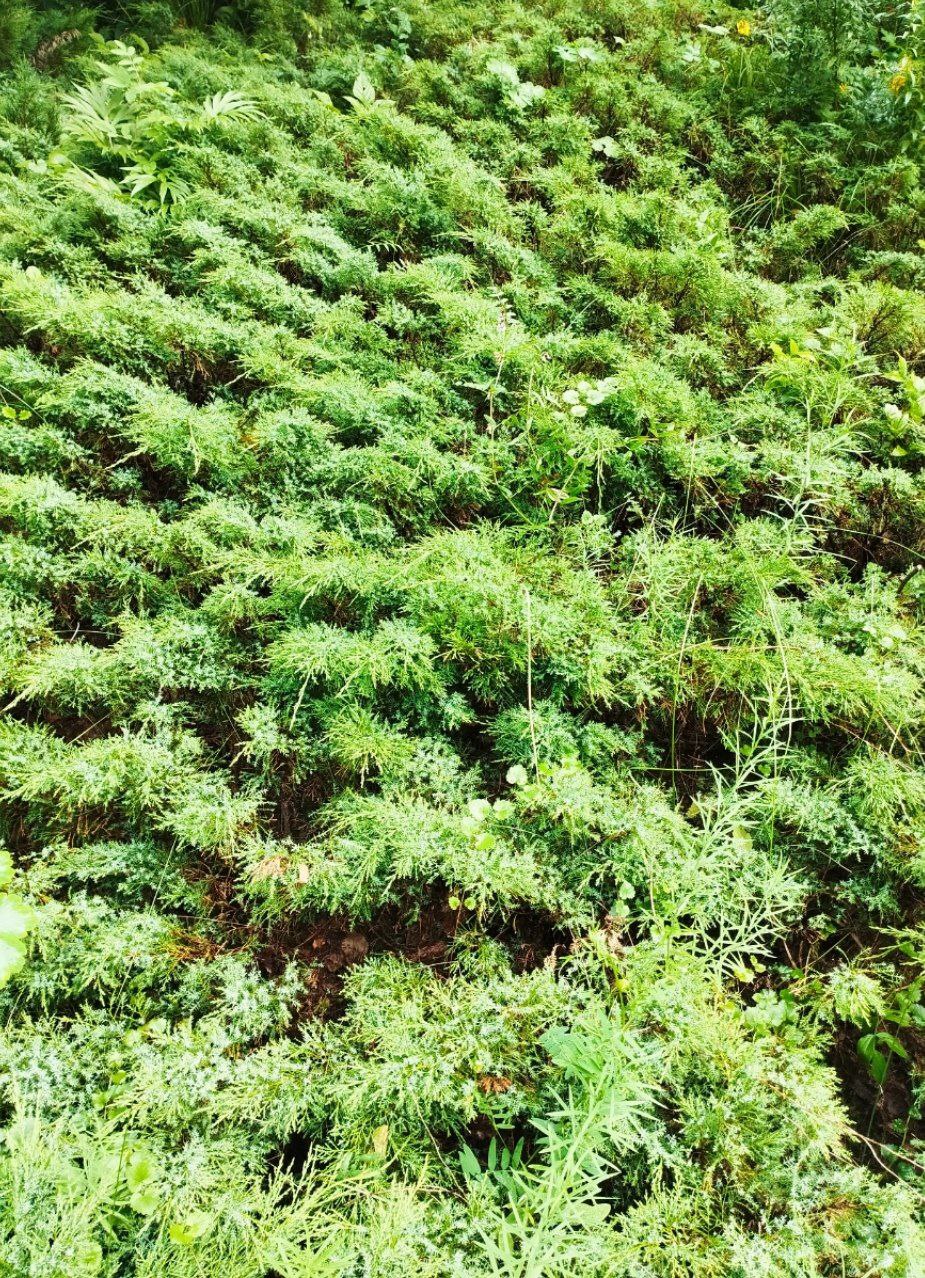 Превью изображения