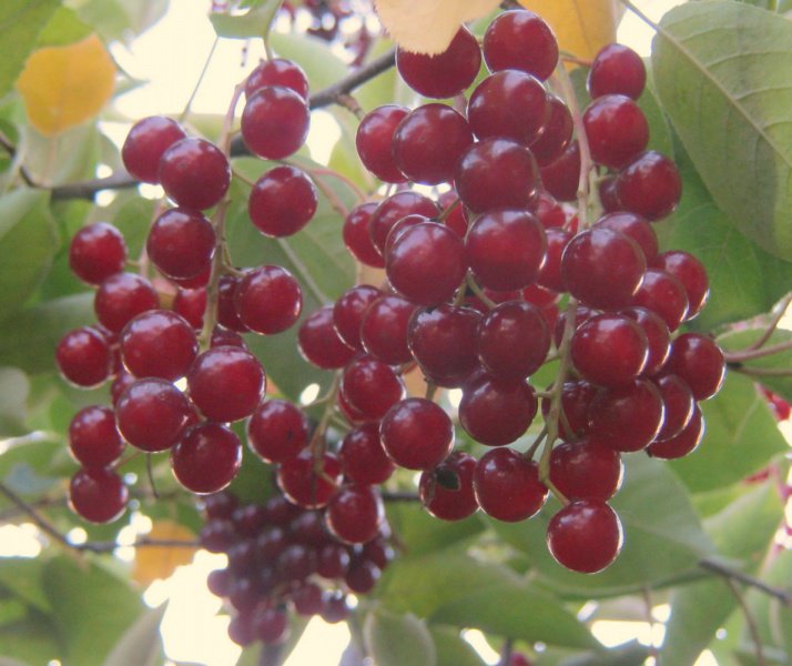 Превью изображения