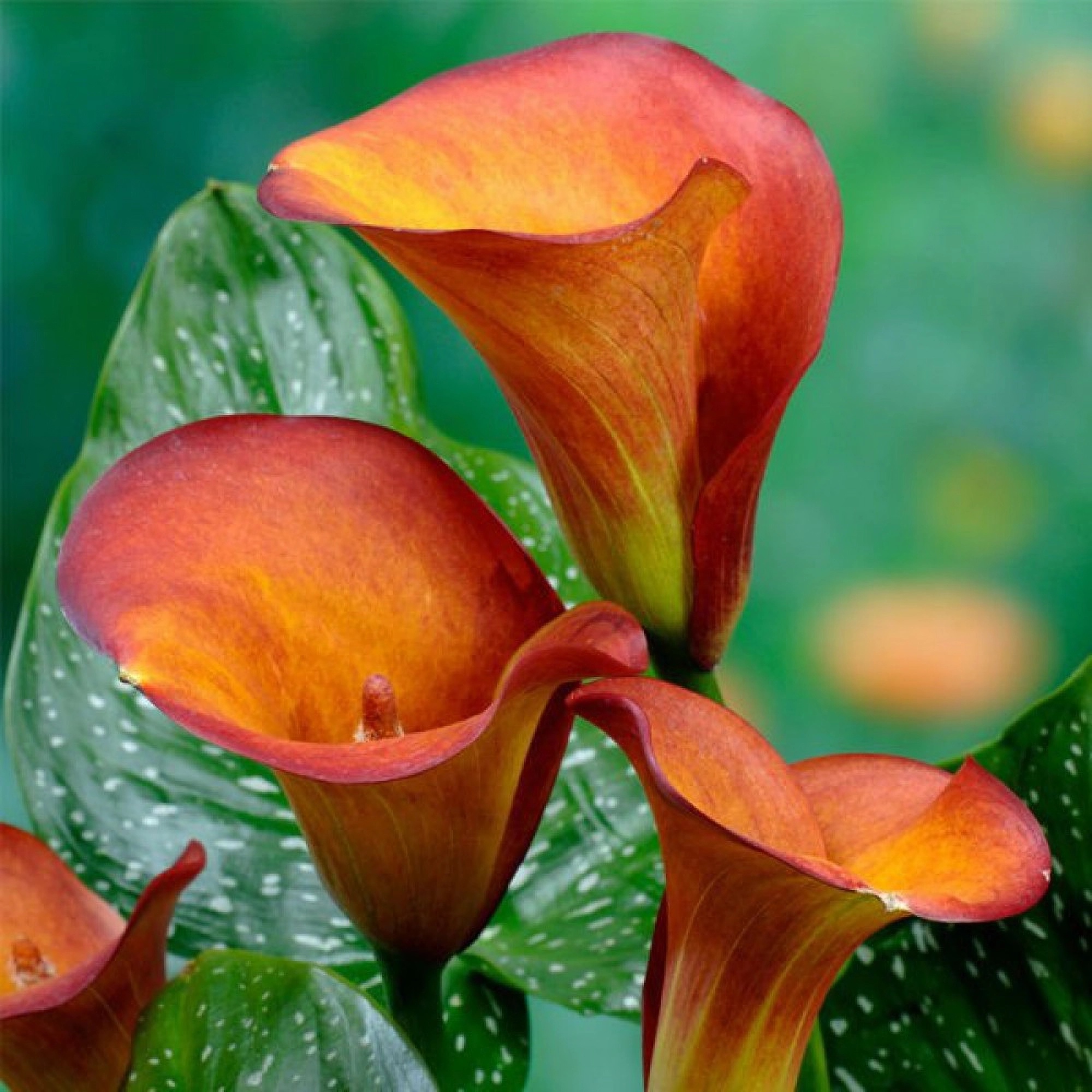 Превью изображения