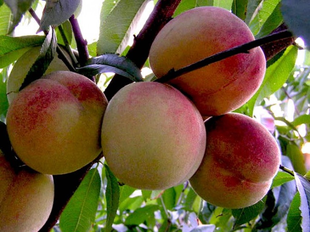 Превью изображения