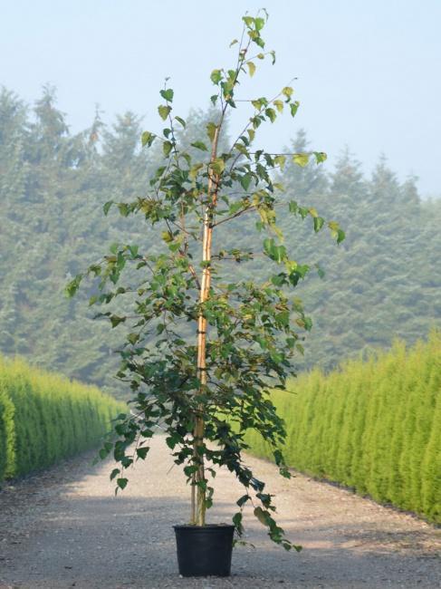 Превью изображения