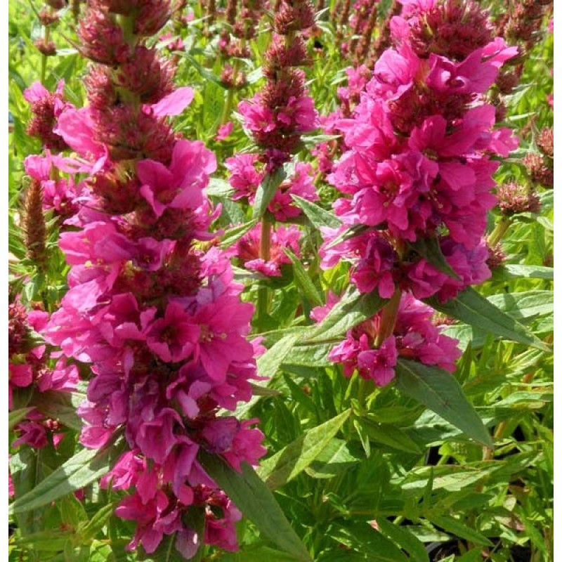 Превью изображения