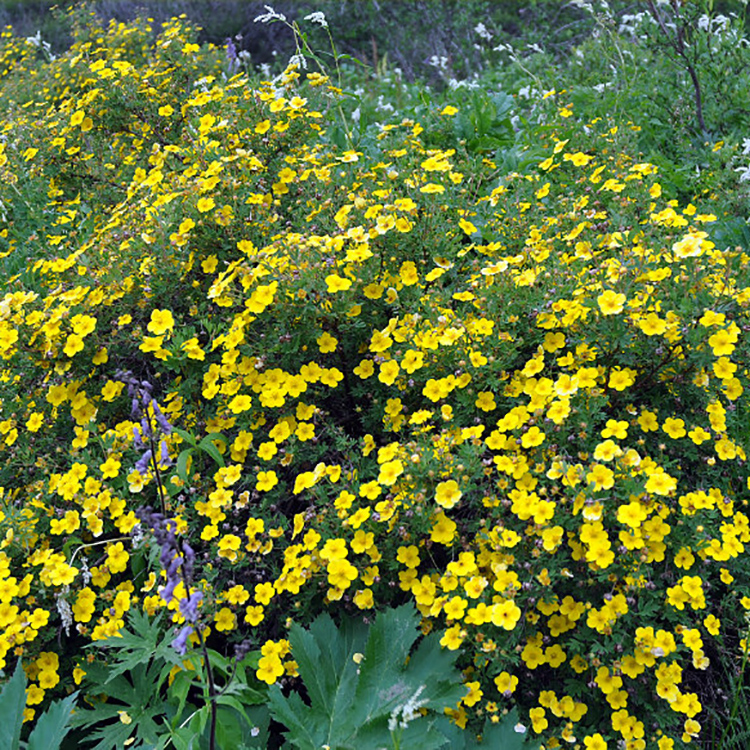 Превью изображения