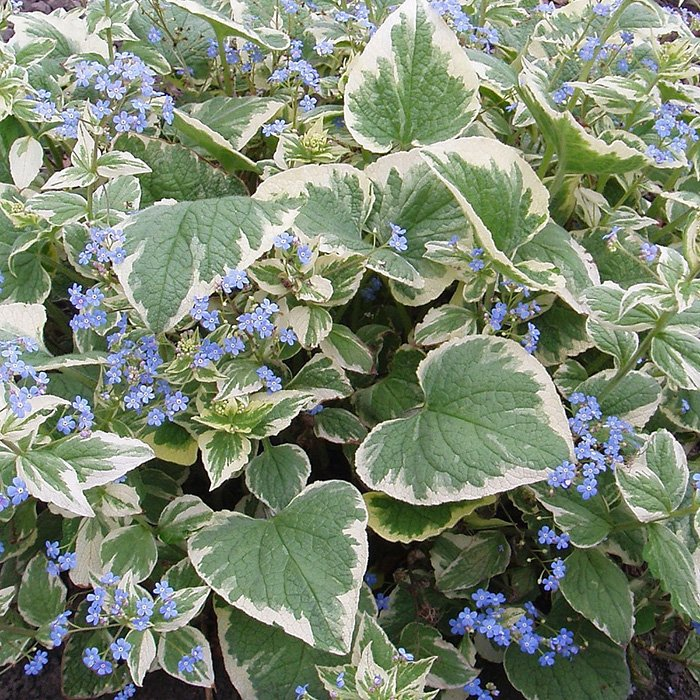 Превью изображения