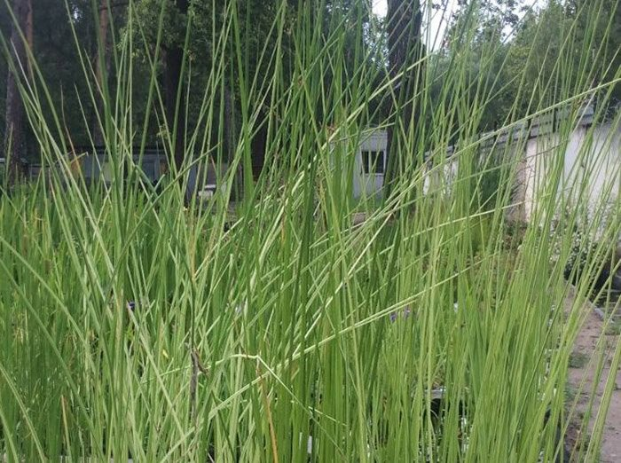 Превью изображения