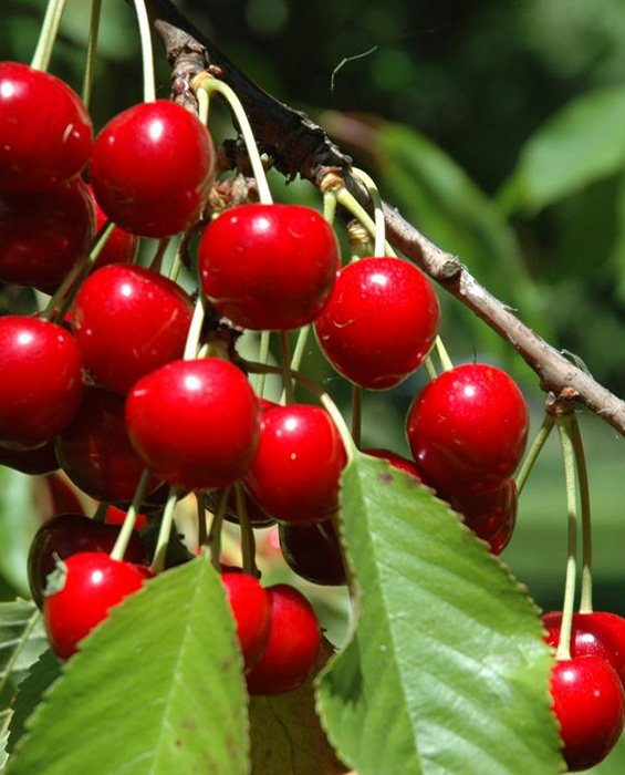 Превью изображения